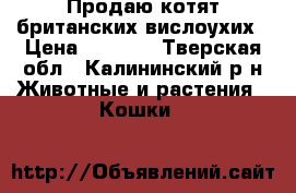 Продаю котят британских вислоухих › Цена ­ 3 000 - Тверская обл., Калининский р-н Животные и растения » Кошки   